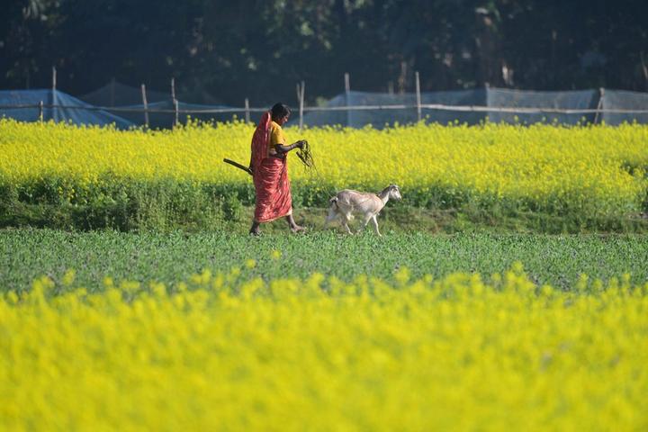 India-Mustard Field 3.jpg