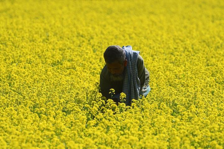 India-Mustard Field 4.jpg