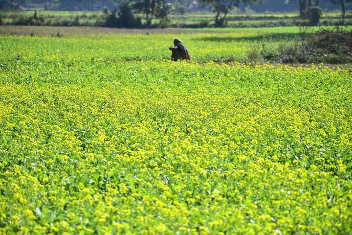 India-Mustard Field 6.jpg