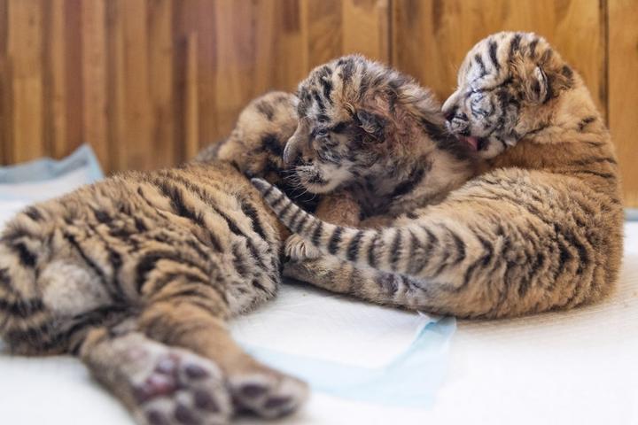 Siberian Tiger,Heilongjiang,China 2.jpeg