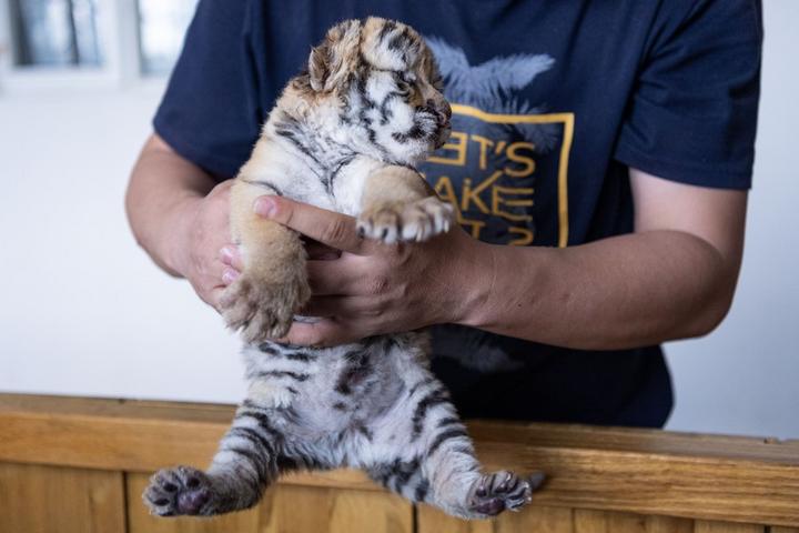 Siberian Tiger,Heilongjiang,China 3.jpeg