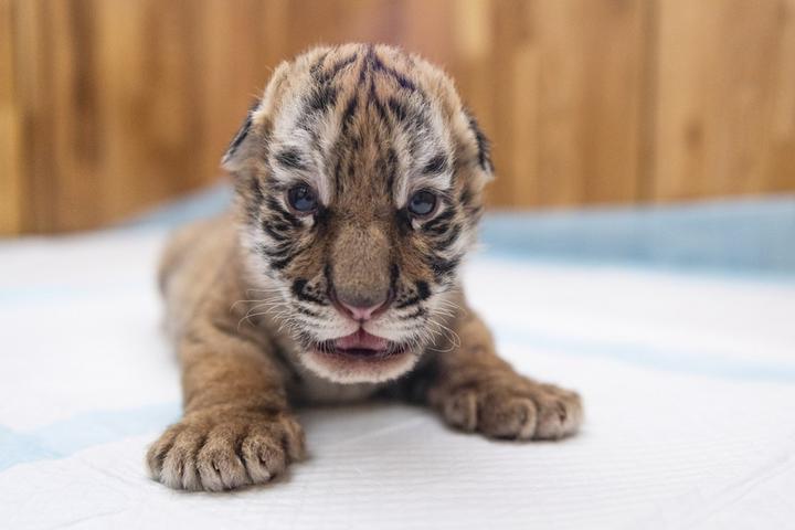 Siberian Tiger,Heilongjiang,China 4.jpeg