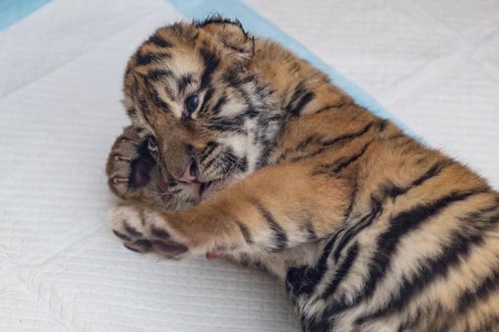 Siberian Tiger,Heilongjiang,China 5.jpeg