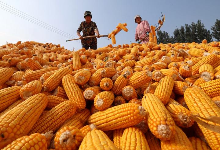 harvest 1.jpeg