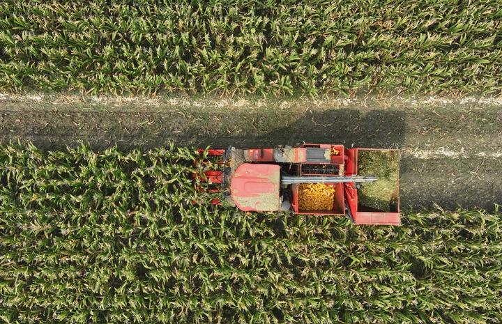 harvest 2.jpeg