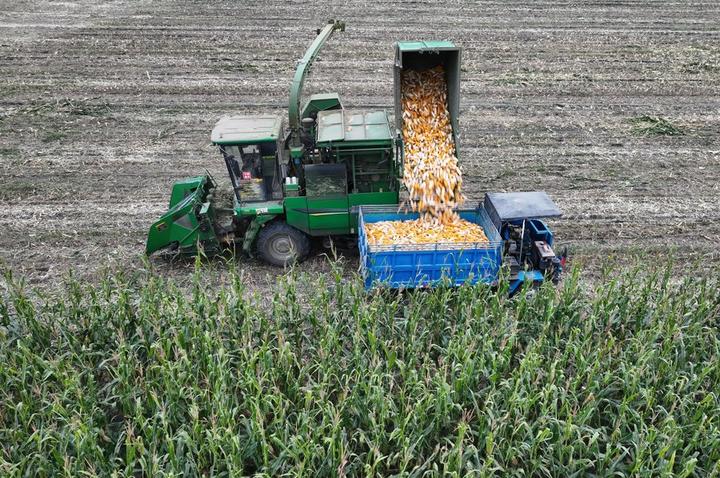 harvest 3.jpeg