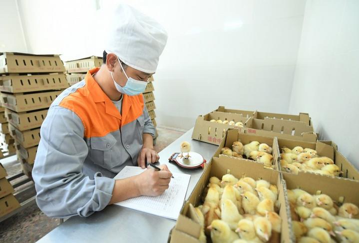 chicken breeder,Tanzania,China,Agriculture 1.jpeg