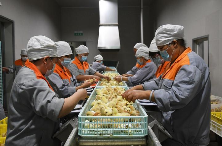chicken breeder,Tanzania,China,Agriculture 2.jpeg