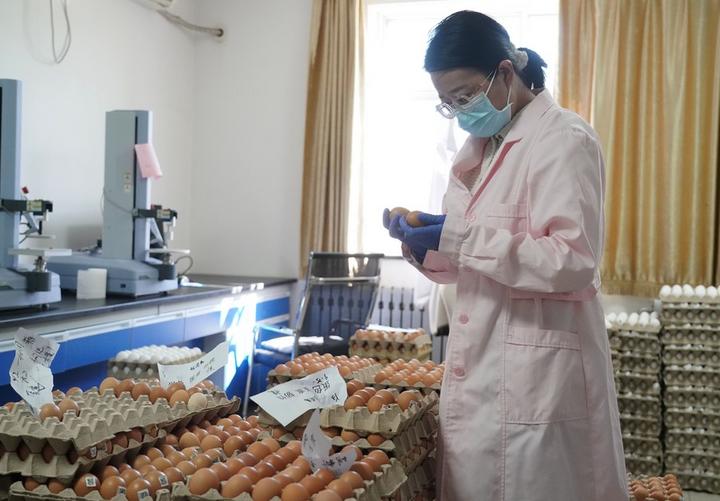 chicken breeder,Tanzania,China,Agriculture 3.jpeg
